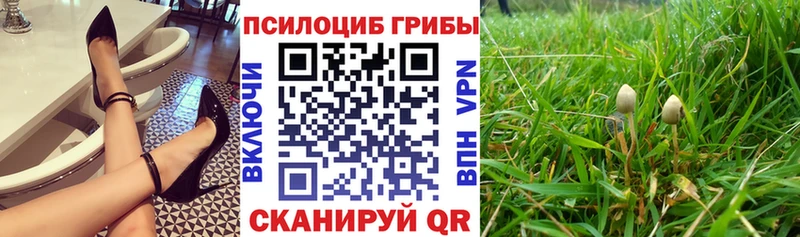 блэк спрут tor  закладка  Егорьевск  Псилоцибиновые грибы Cubensis 